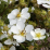 Potentilla fruticosa 'Abbottswood'.png